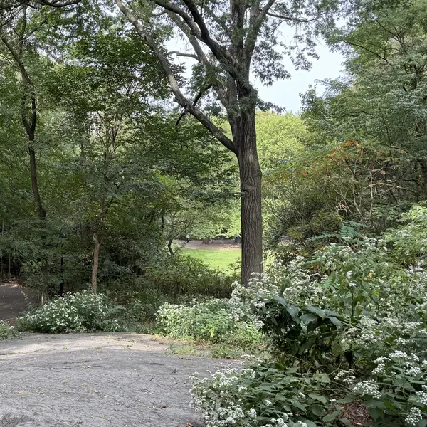 The Ramble in Central Park